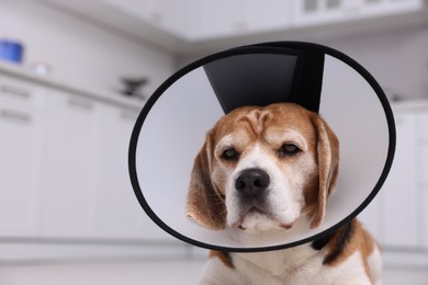 Photo of Adorable Beagle dog wearing medical plastic collar indoors, closeup