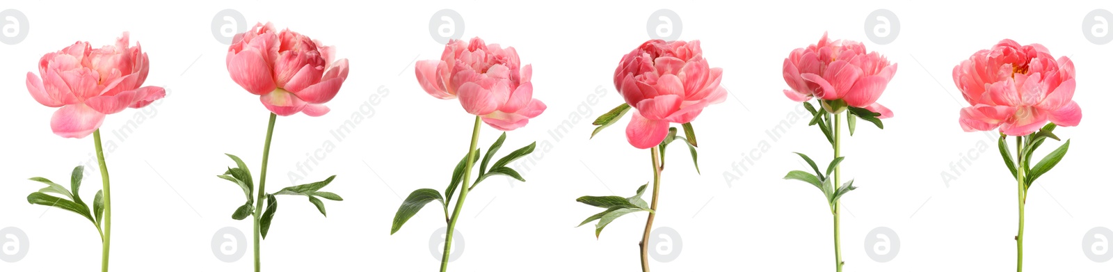 Image of Set of beautiful coral peony flowers on white background. Banner design