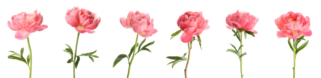 Image of Set of beautiful coral peony flowers on white background. Banner design