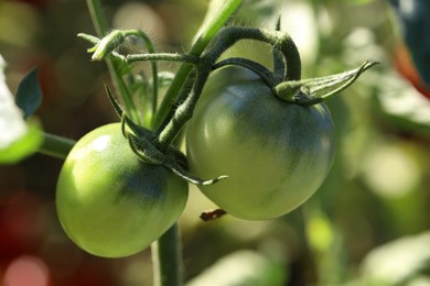 Photo of Unripe tomatoes growing on bush outdoors, closeup