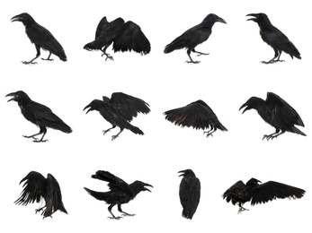 Image of Collage with black ravens on white background 
