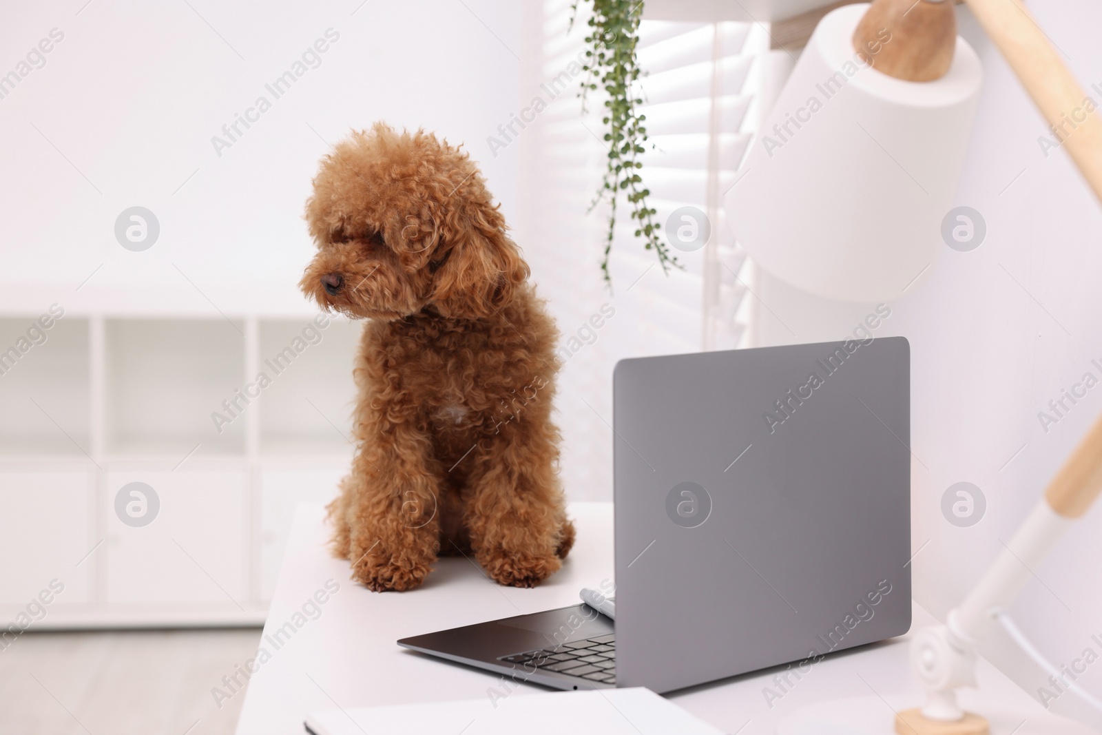 Photo of Cute Maltipoo dog on desk near laptop at home