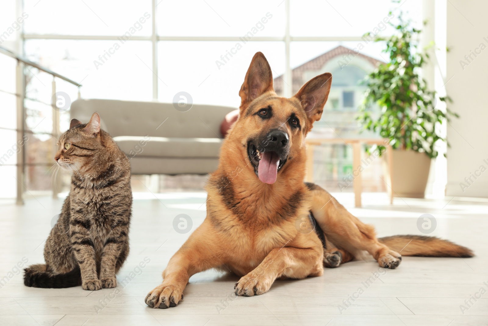 Photo of Cat and dog together on floor indoors. Funny friends