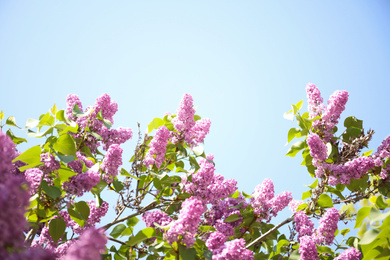 Photo of Closeup view of beautiful blossoming lilac shrub outdoors