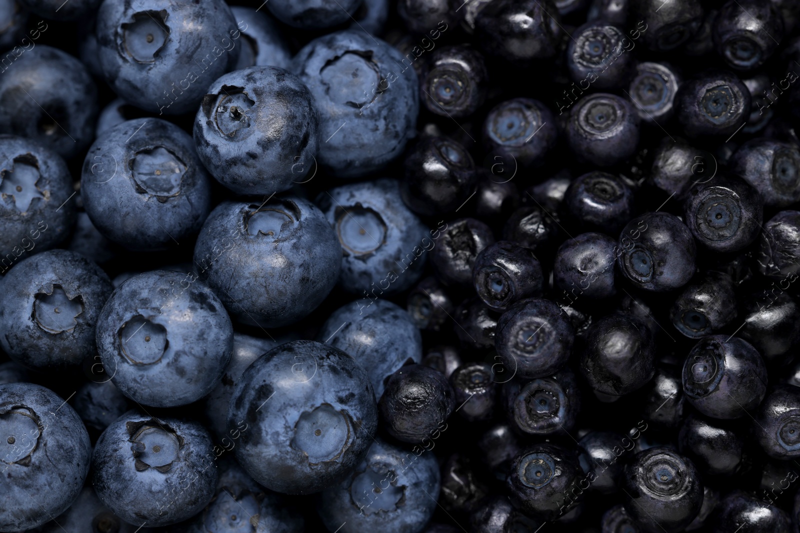 Photo of Ripe bilberries and blueberries as background, top view