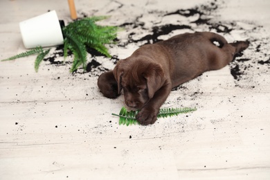 Photo of Chocolate Labrador Retriever puppy with overturned houseplant at home