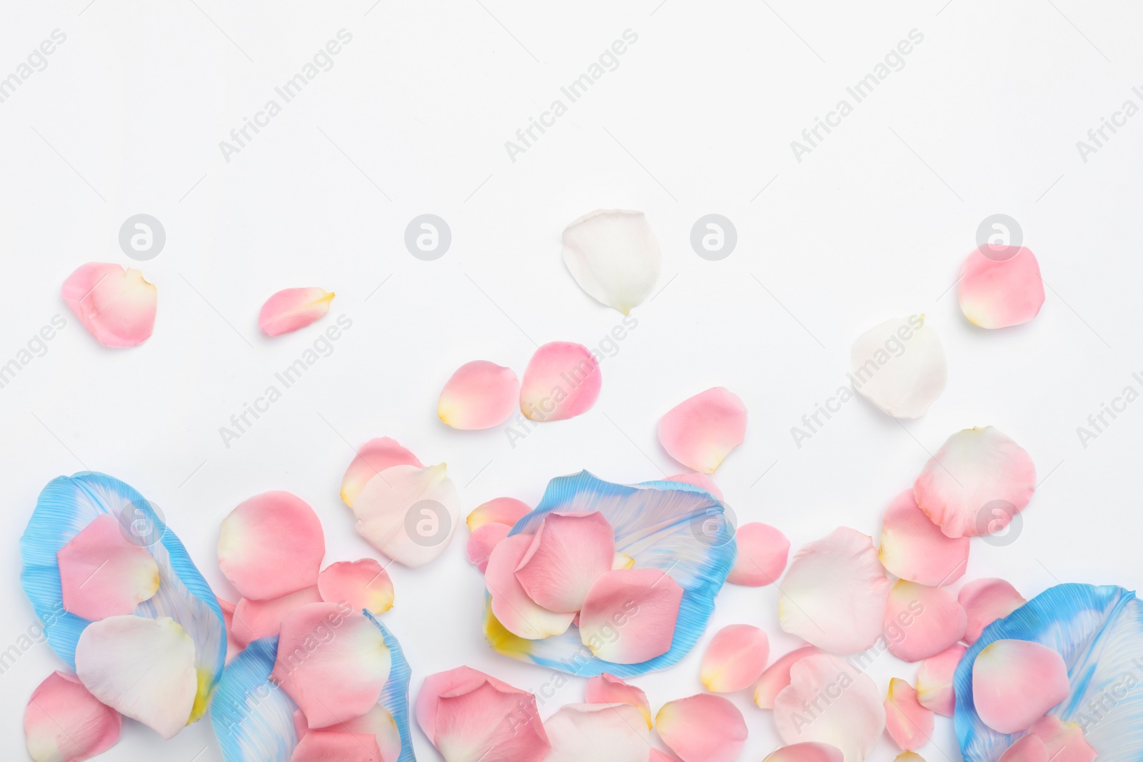 Photo of Beautiful petals on white background, flat lay