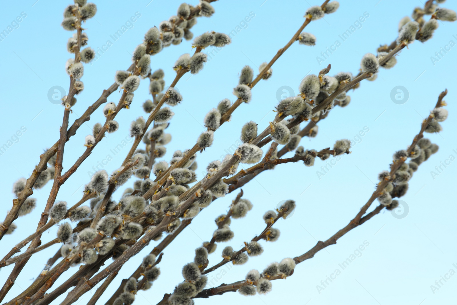 Photo of Beautiful view of pussy willow branches against blue sky outdoors