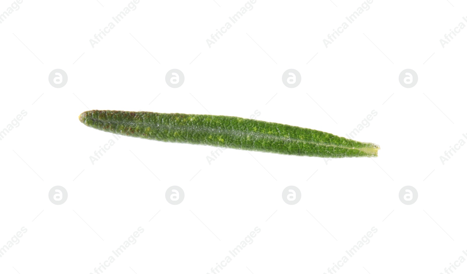 Photo of Fresh green rosemary leaf on white background