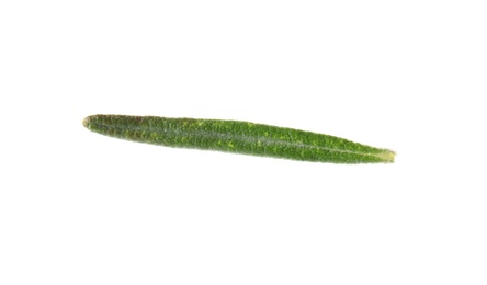 Photo of Fresh green rosemary leaf on white background