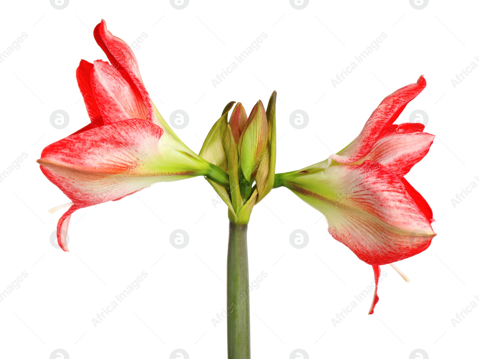 Photo of Beautiful red amaryllis flower isolated on white