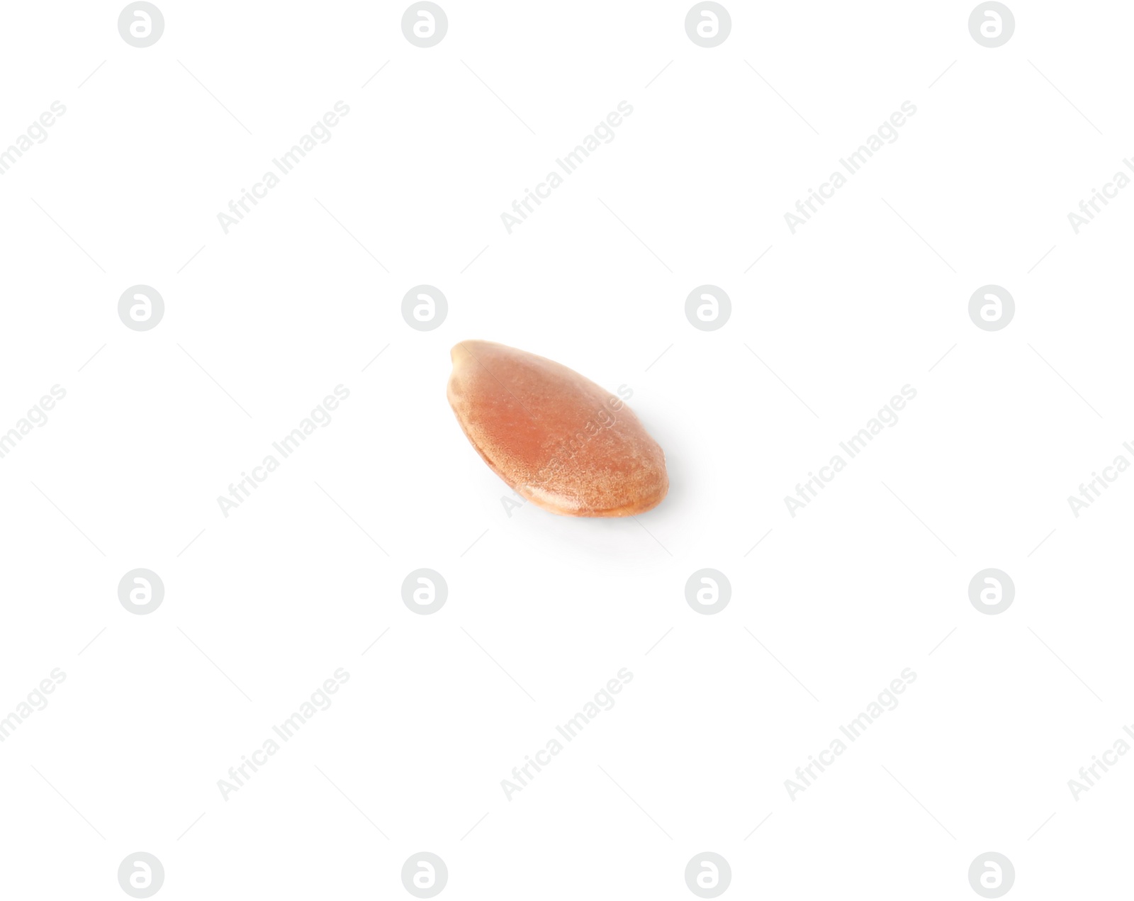 Photo of One linseed on white background. Vegetable planting