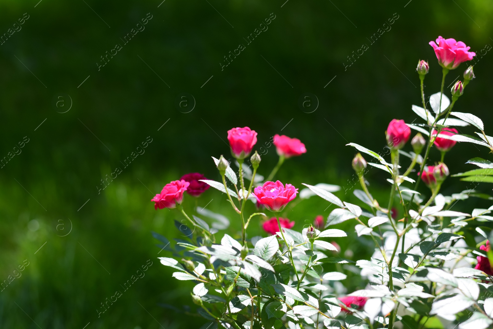 Photo of Beautiful blooming rose bush outdoors on sunny day