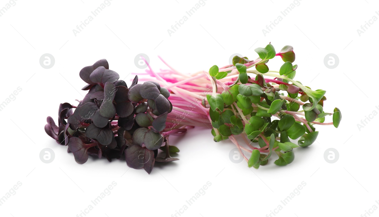 Photo of Fresh organic radish microgreens on white background