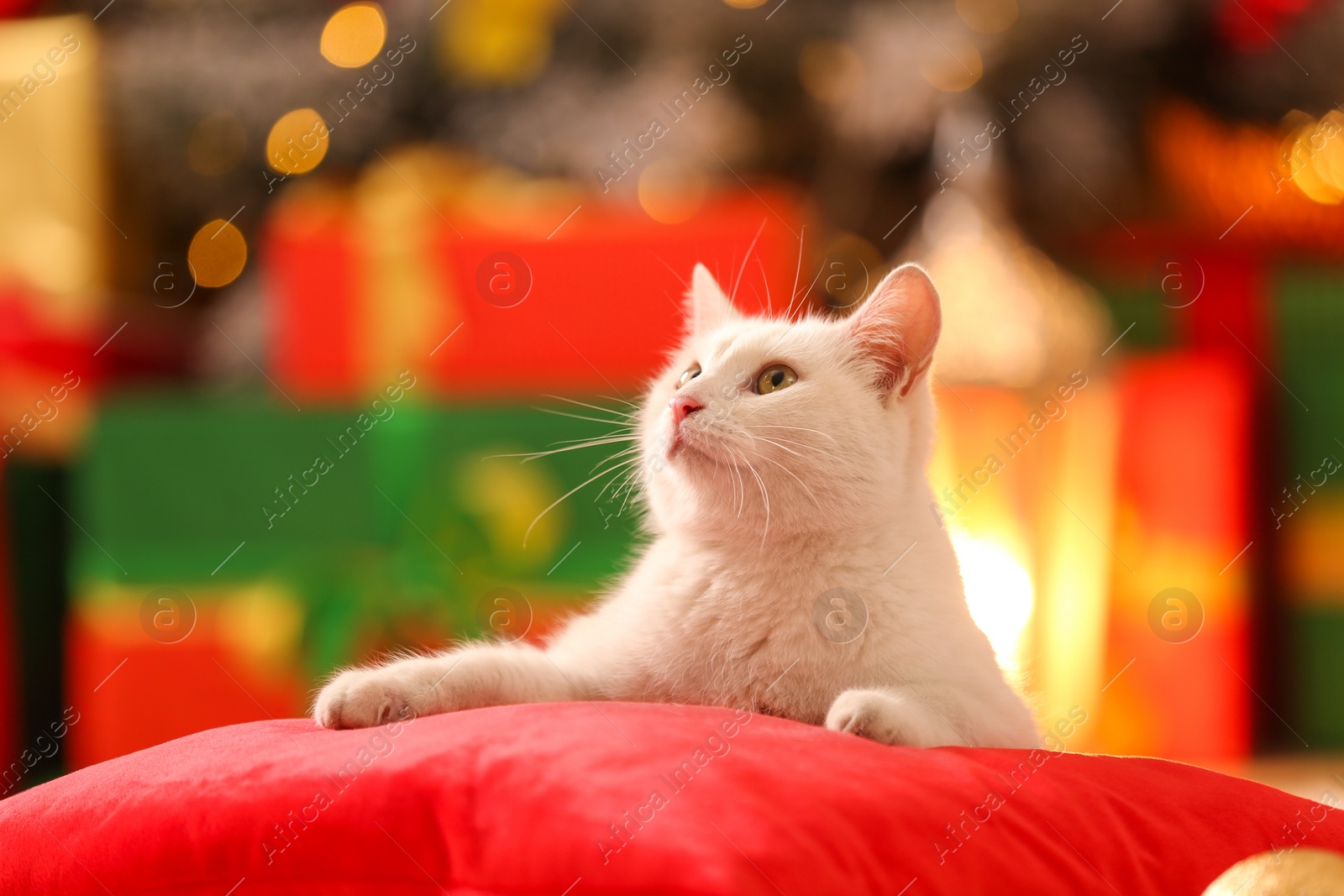 Photo of Cute white cat on pillow in room decorated for Christmas. Adorable pet