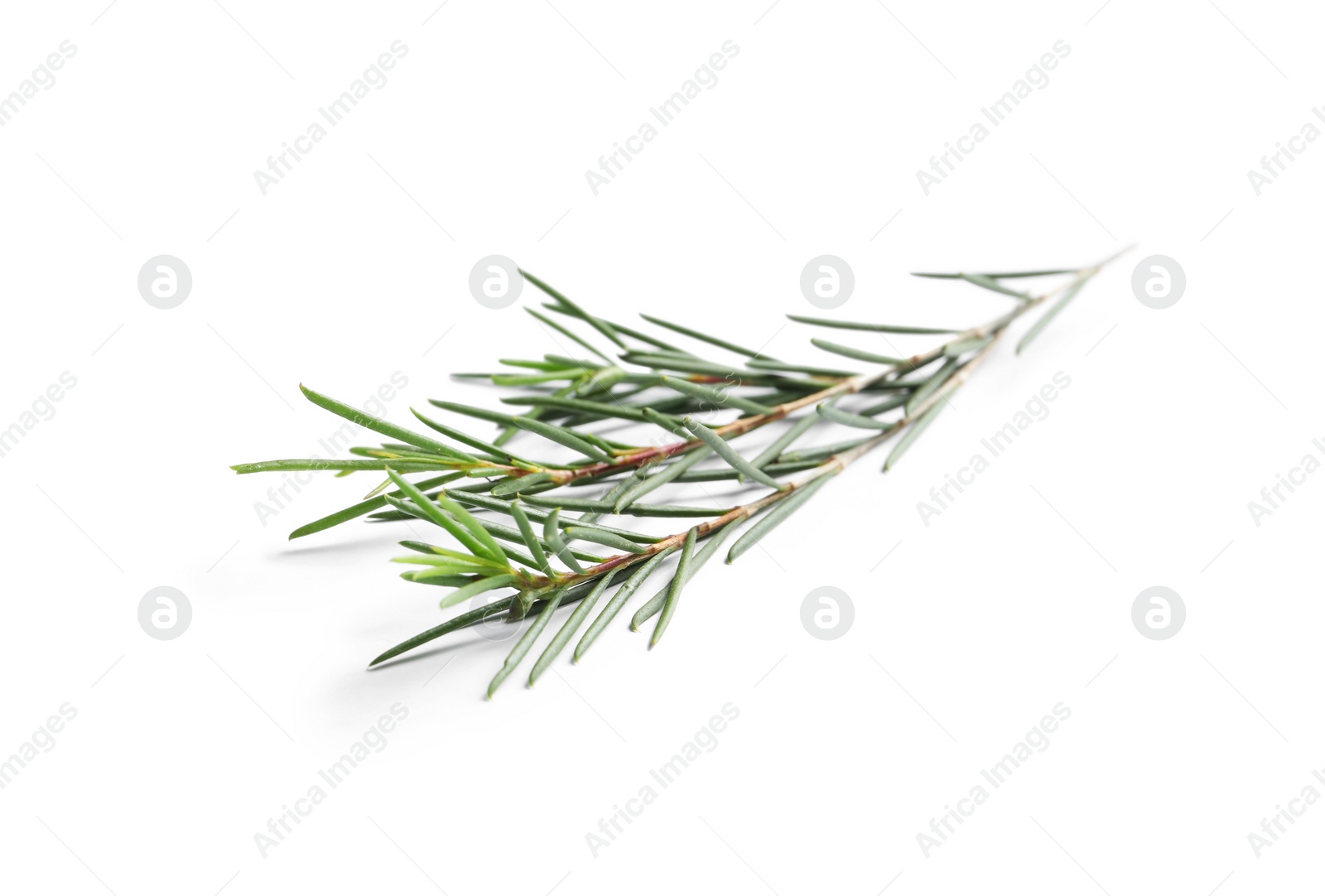 Photo of Branch of tea tree on white background. Natural essential oil