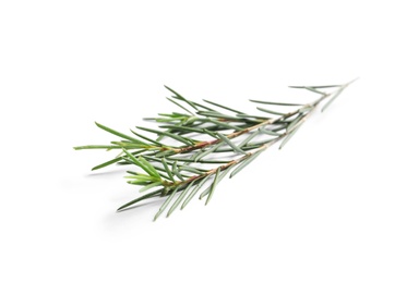 Photo of Branch of tea tree on white background. Natural essential oil