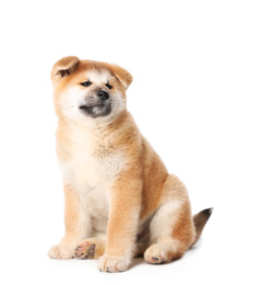 Cute Akita Inu puppy on white background. Baby animal