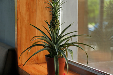 Photo of Pineapple plant on wooden windowsill