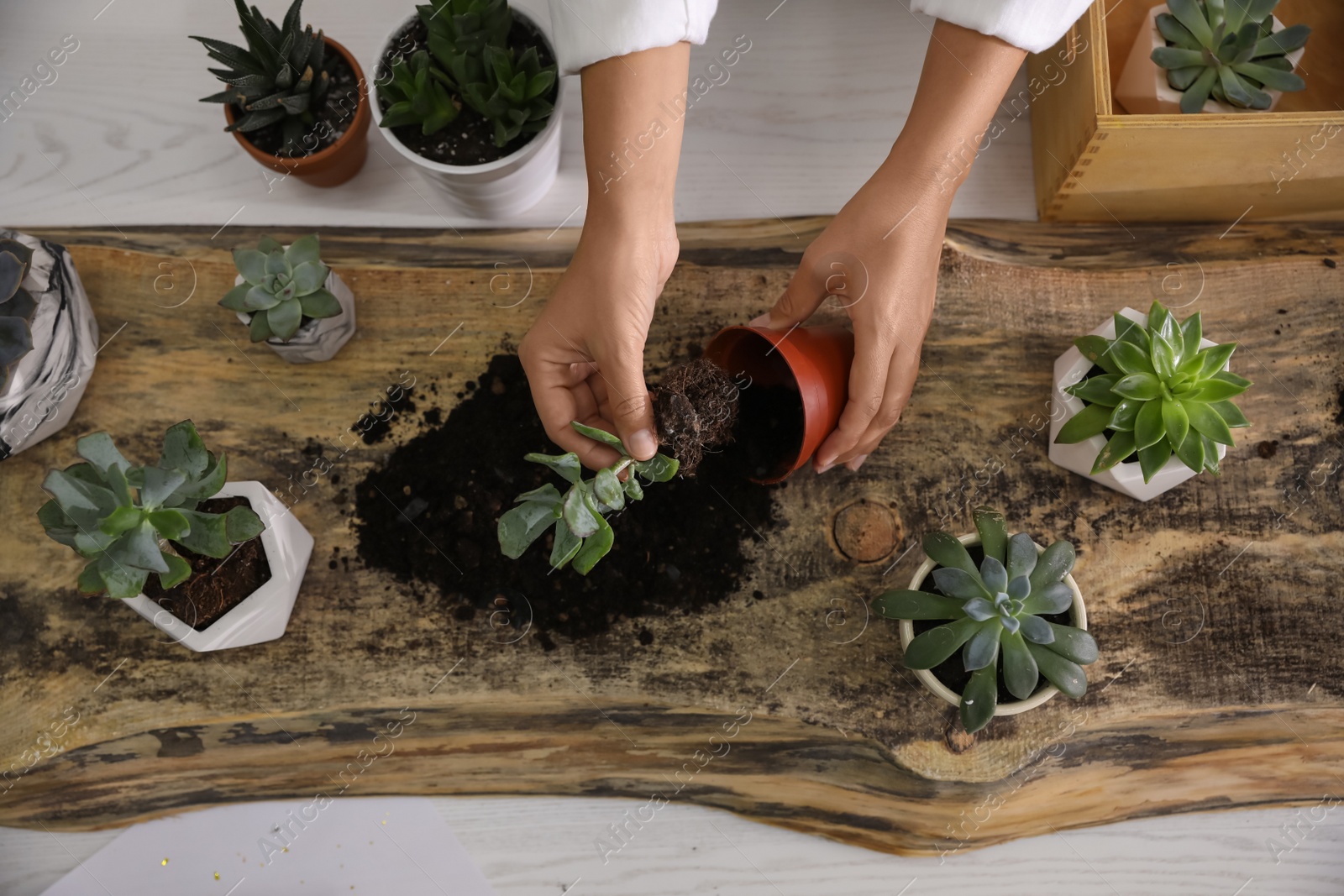 Photo of Woman planting succulents at wooden table indoors, top view