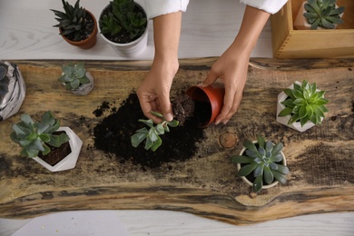 Photo of Woman planting succulents at wooden table indoors, top view