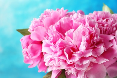 Photo of Beautiful fragrant peony flowers on color background