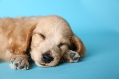 Cute English Cocker Spaniel puppy sleeping on light blue background. Space for text