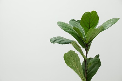 Fiddle Fig or Ficus Lyrata plant with green leaves on light background. Space for text