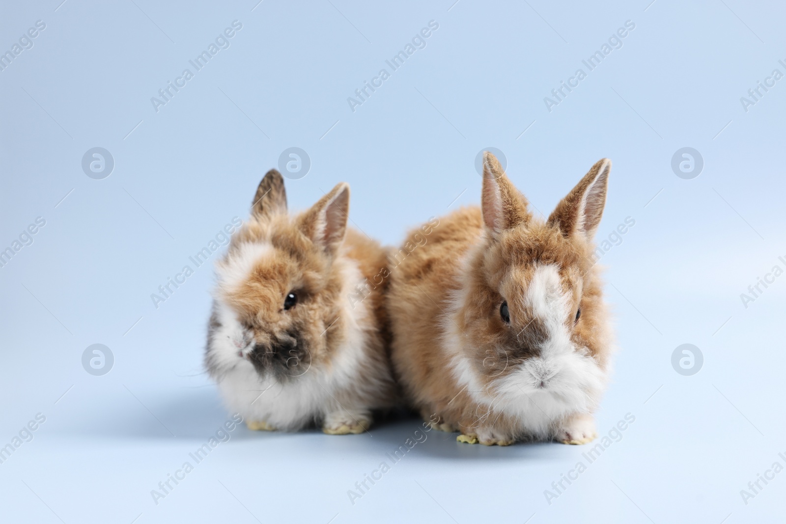 Photo of Cute little rabbits on light blue background