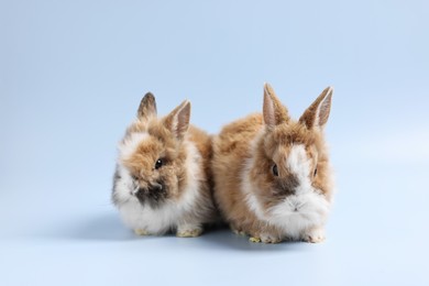 Photo of Cute little rabbits on light blue background