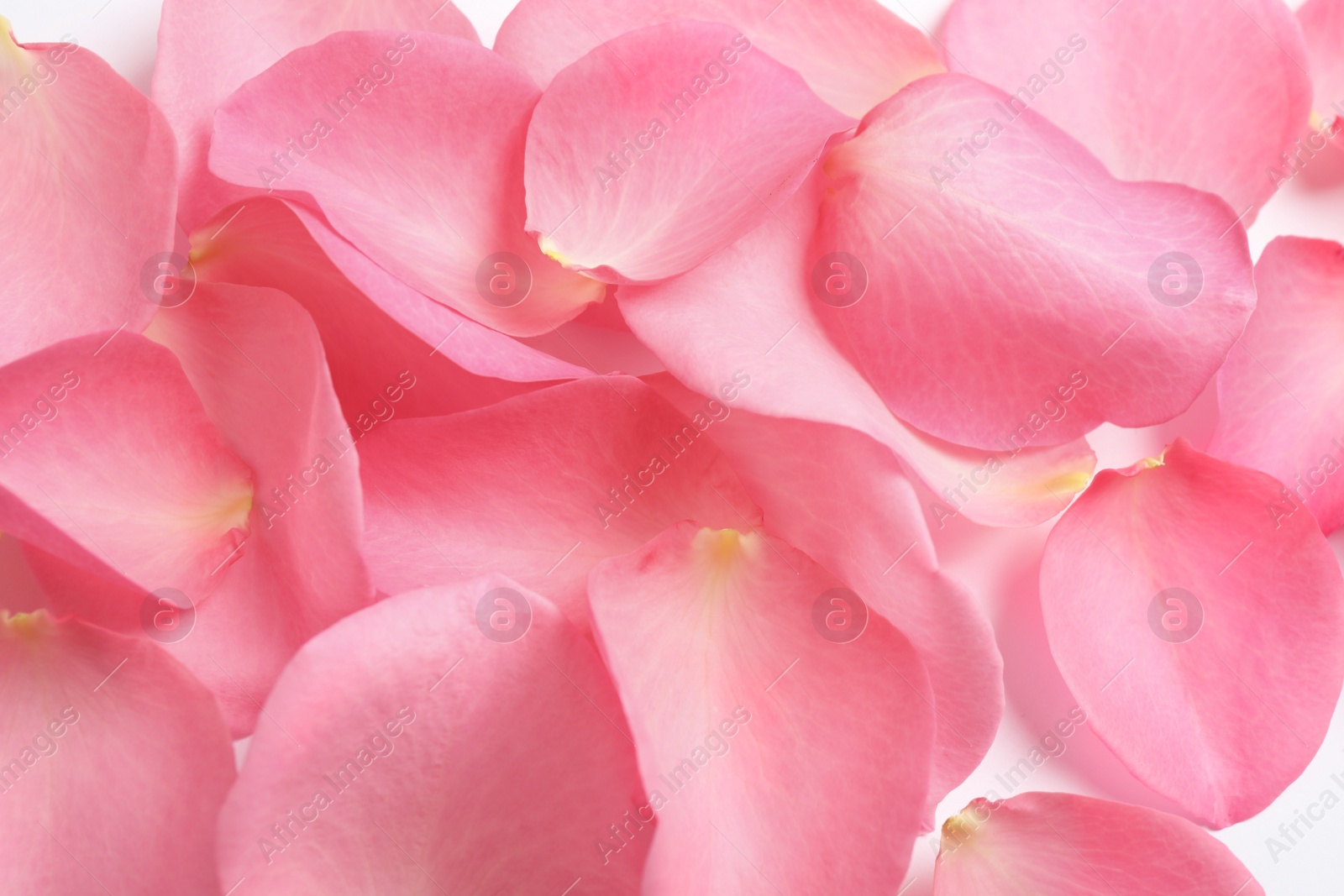 Photo of Fresh pink rose petals as background, closeup