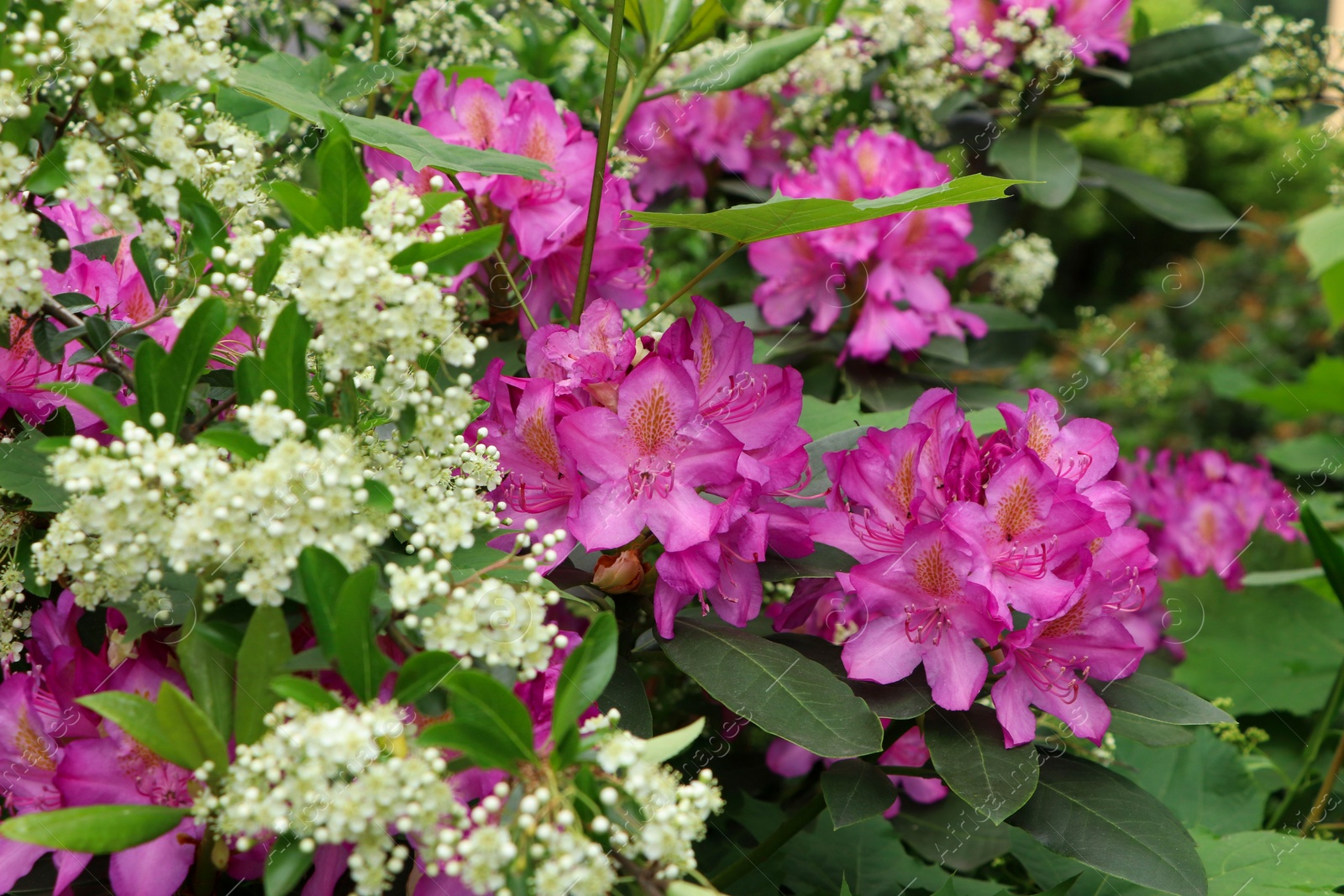 Photo of Beautiful pink and white flowers in garden, closeup