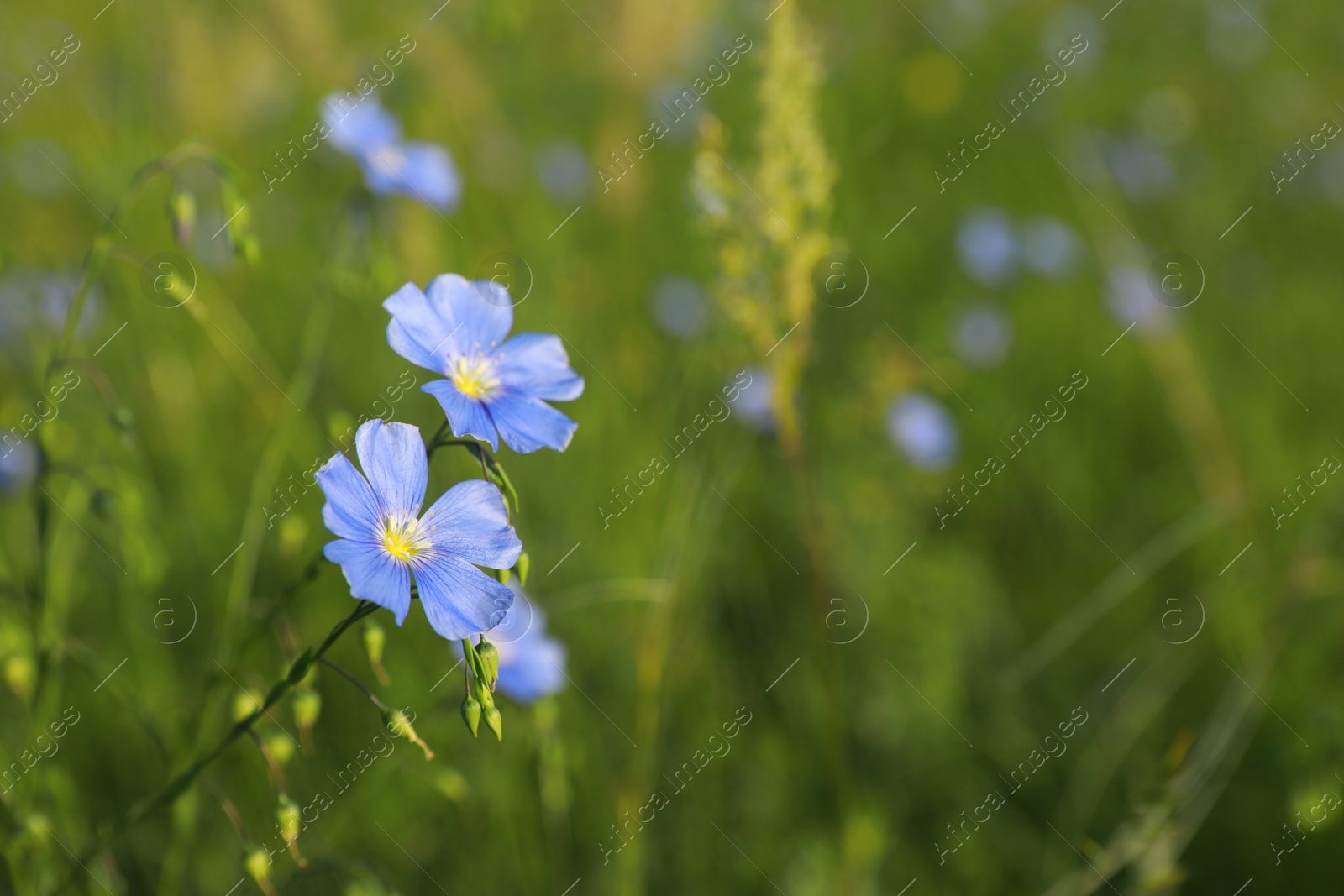 Photo of Beautiful blooming flax plants in meadow, space for text