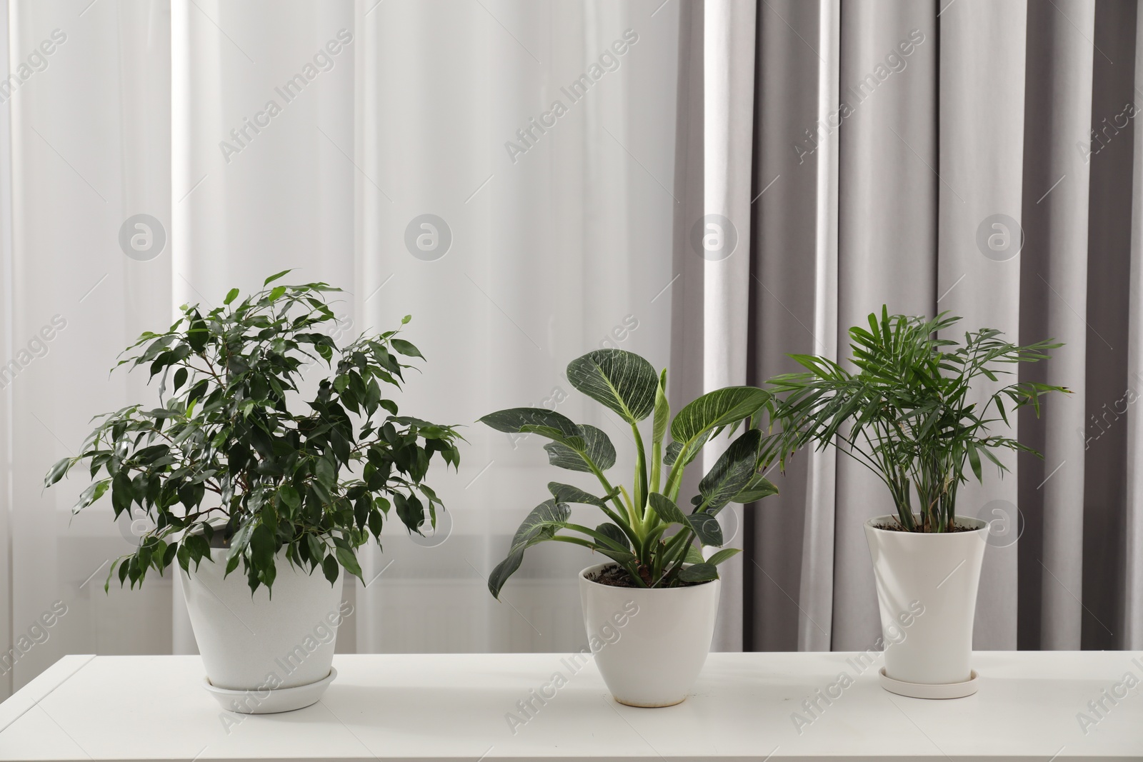 Photo of Potted houseplants with green leaves on white table indoors
