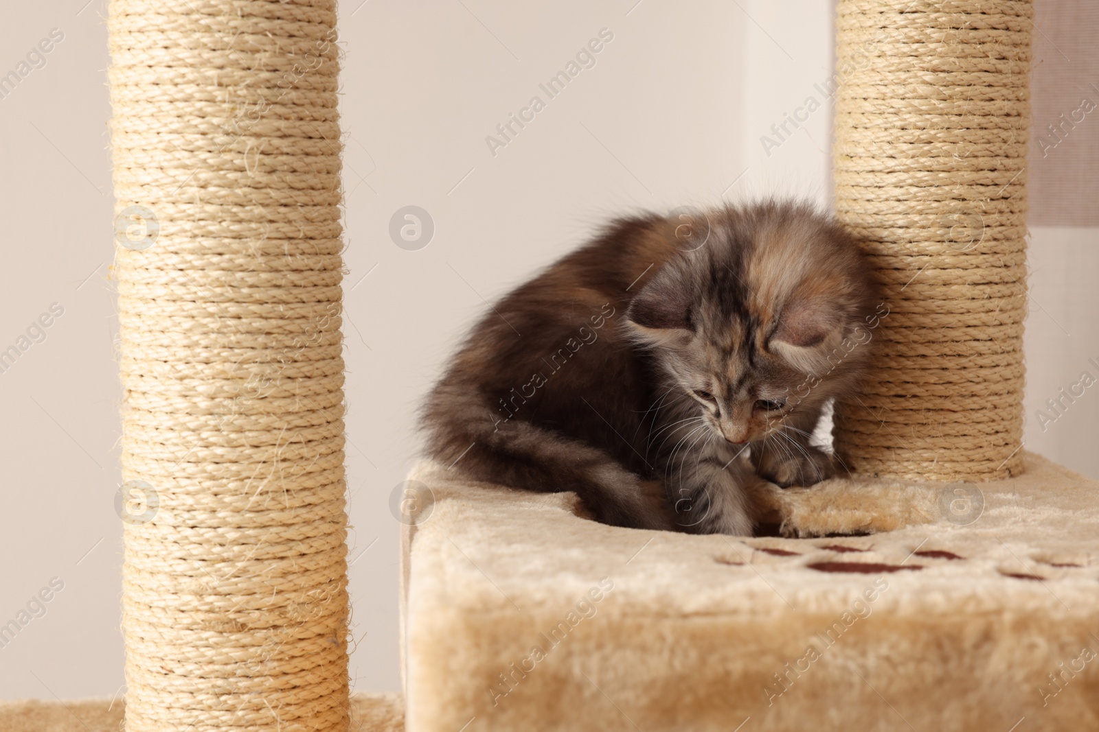 Photo of Cute fluffy kitten on cat tree at home