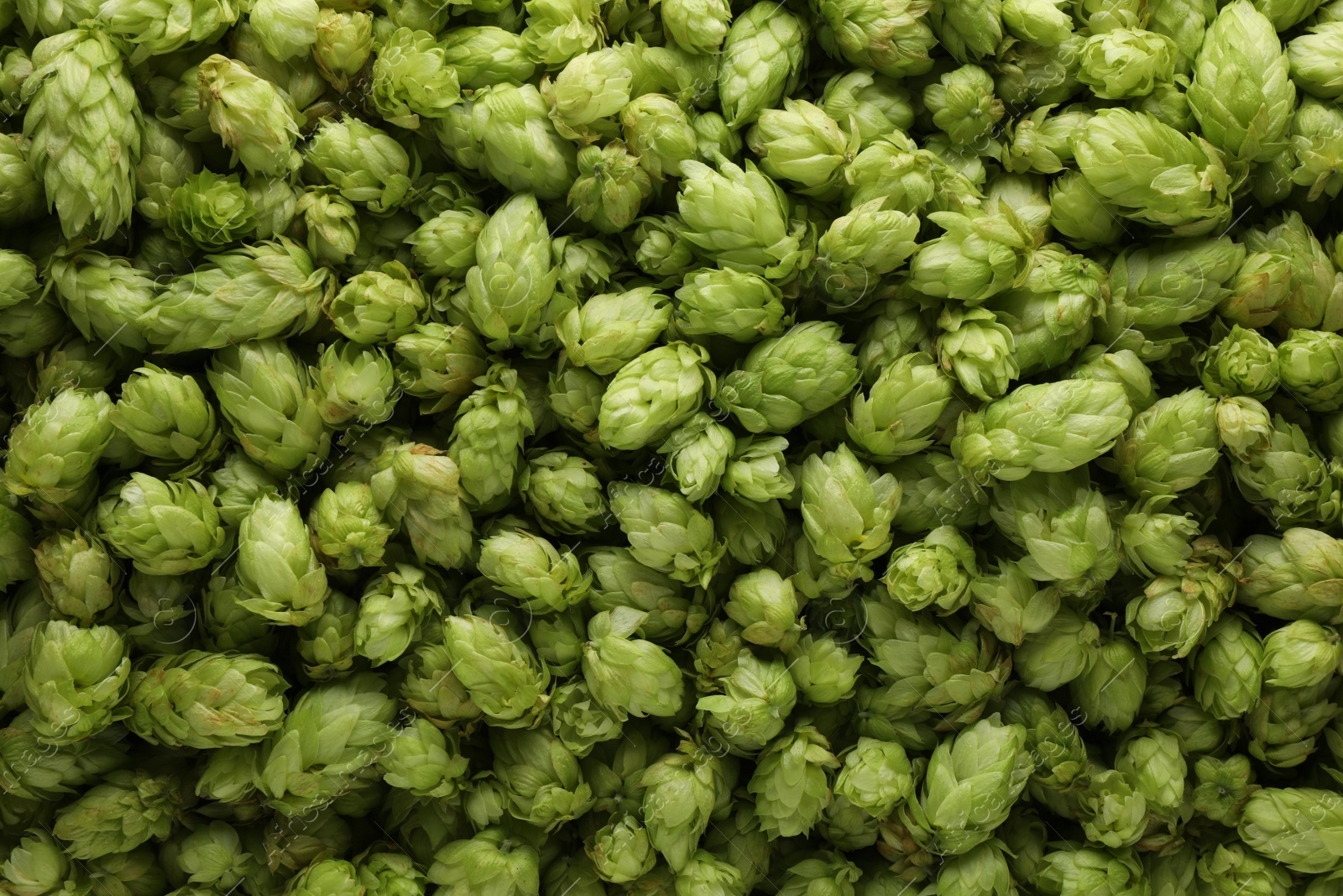 Photo of Fresh green hops as background, top view