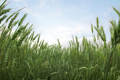 Photo of Beautiful view of wheat field, fish eye effect