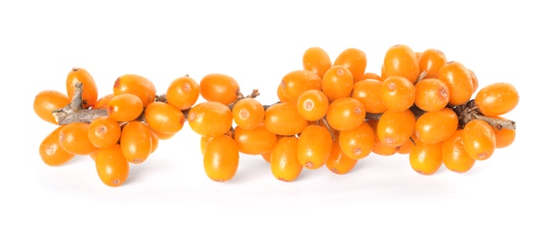 Sea buckthorn branch with ripe berries on white background