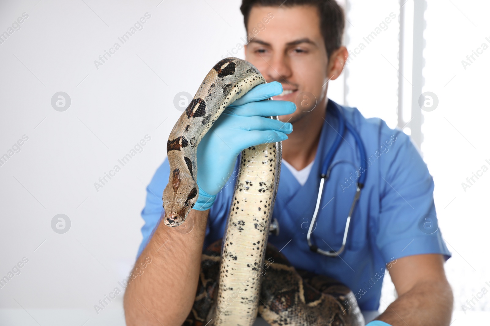 Photo of Male veterinarian examining boa constrictor in clinic