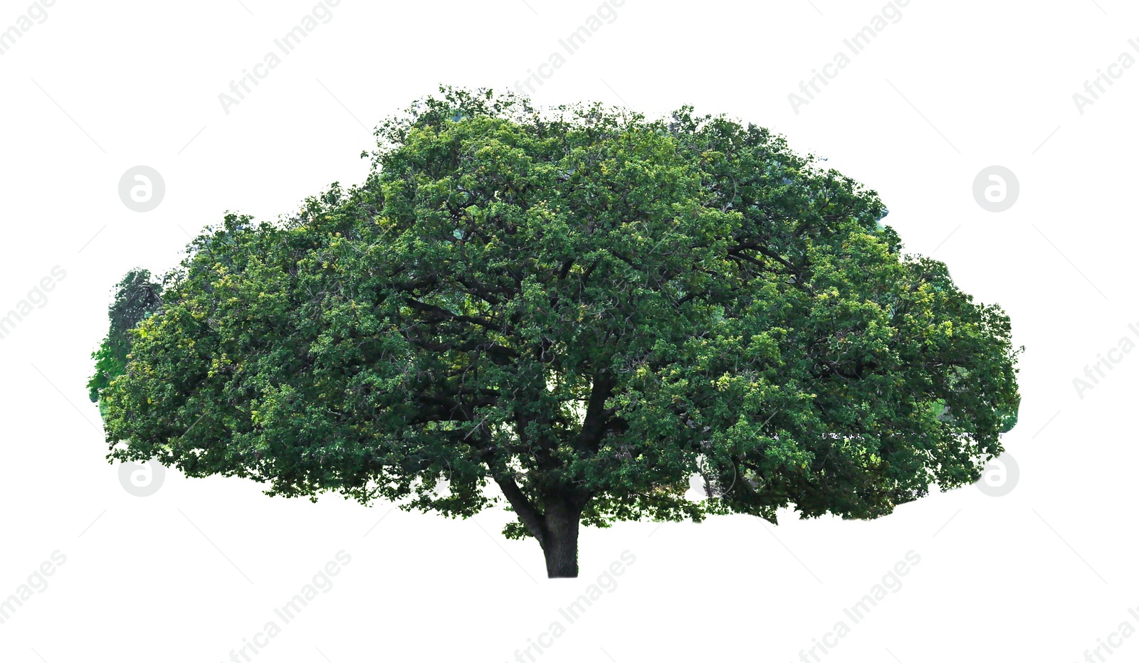 Image of Beautiful tree with green leaves isolated on white