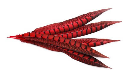Photo of Beautiful red bird feathers on white background, top view