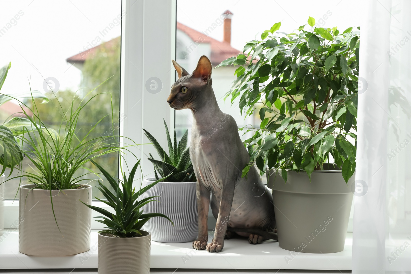 Photo of Sphynx cat on windowsill near houseplants indoors