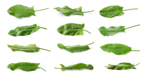 Image of Set of fresh sorrel leaves on white background. Banner design