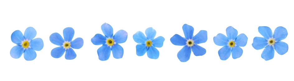 Set with beautiful tender forget me not flowers on white background. Banner design