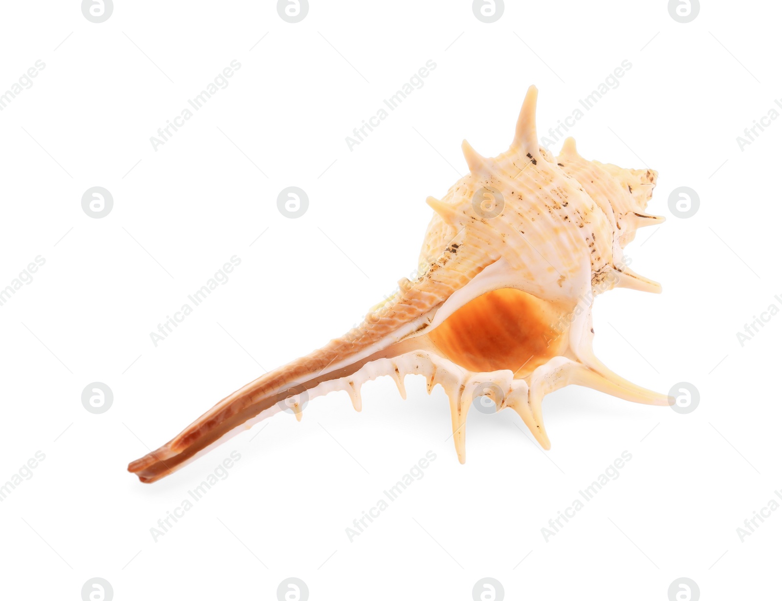 Photo of Beautiful seashell isolated on white. Beach object