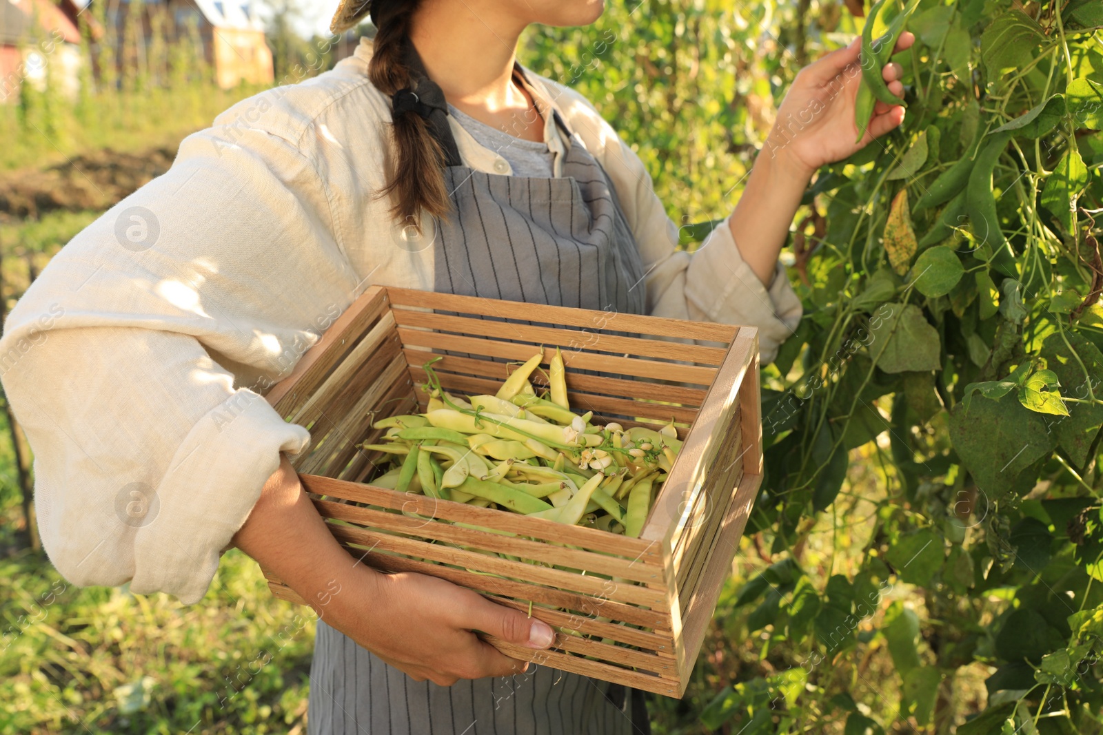 Photo of Young woman harvesting fresh green beans in garden, closeup