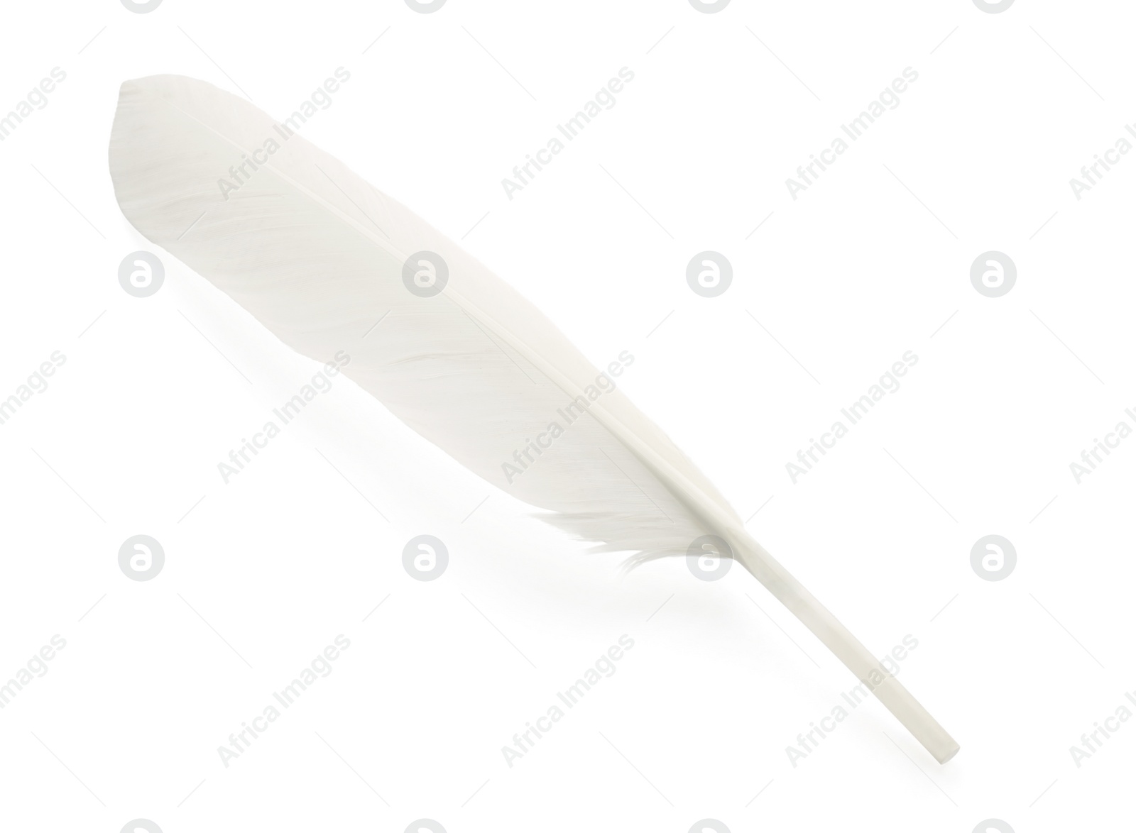 Photo of One fluffy beautiful feather isolated on white