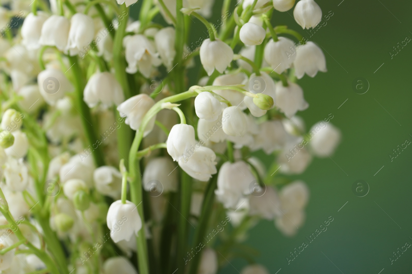 Photo of Beautiful lily of the valley flowers on blurred green background, closeup