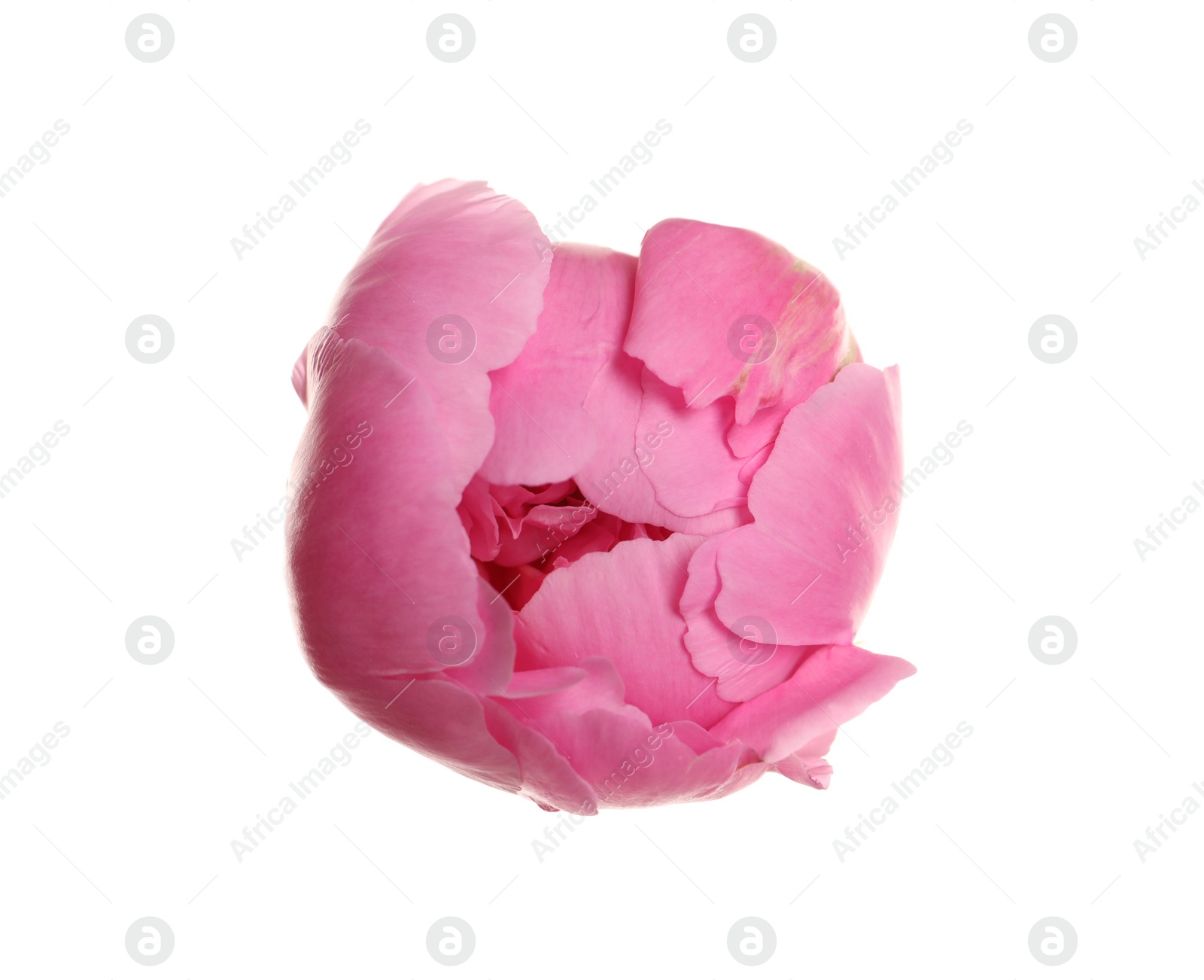 Photo of Beautiful fresh peony flower on white background, top view