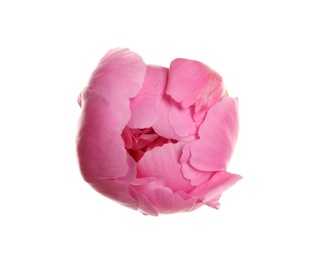 Photo of Beautiful fresh peony flower on white background, top view